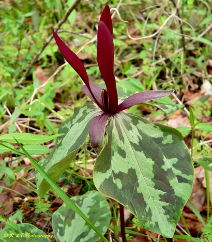 {Trillium maculatum}